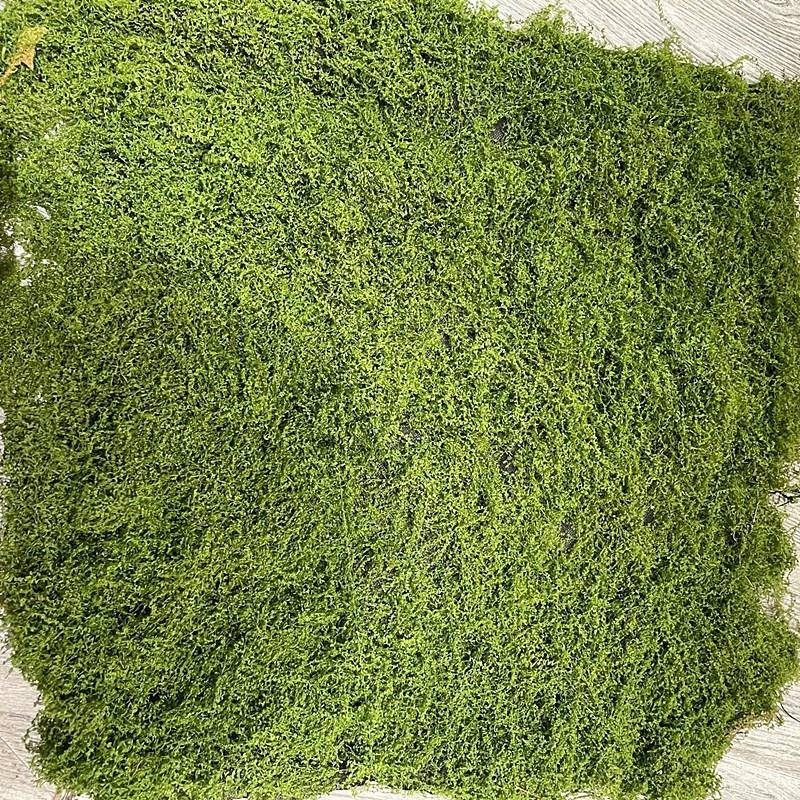 摆仿D-034真苔藓草皮生人造假青苔微盆景观仿布置件草坪景盆栽造