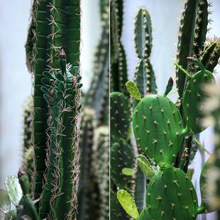 仿真仙人掌直播间装饰摆件大型植物仙人柱盆栽室内橱窗造景假绿植