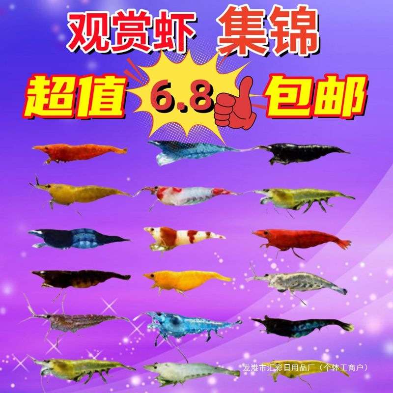 观赏虾淡水除藻虾极火虾背蓝宝石虾黑壳虾七彩米虾草缸宠物虾
