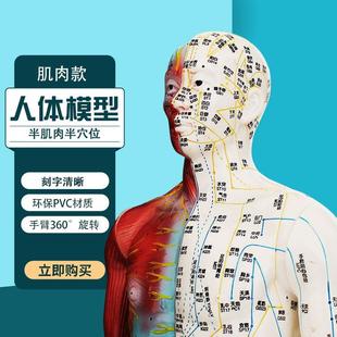 人体模型穴位模型85cm大体模型肌肉款 模型刻字模特半肌肉半穴位模