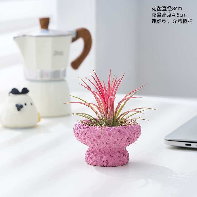 红精灵空气凤梨无土植物工位小摆件办公室内桌面客厅绿植花卉盆栽