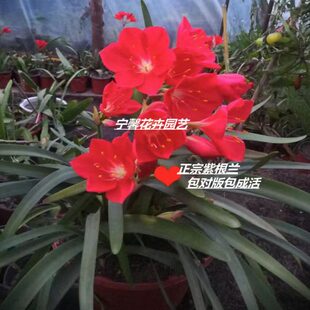 紫根兰开花苗 紫根兰乔治百合紫根兰种球 花卉 带根苗包邮包对版