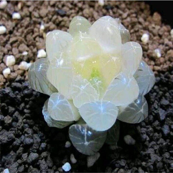 玉扇多肉植物奈良锦多肉玉露万象十二卷玉露苗生石花绿植盆栽花卉