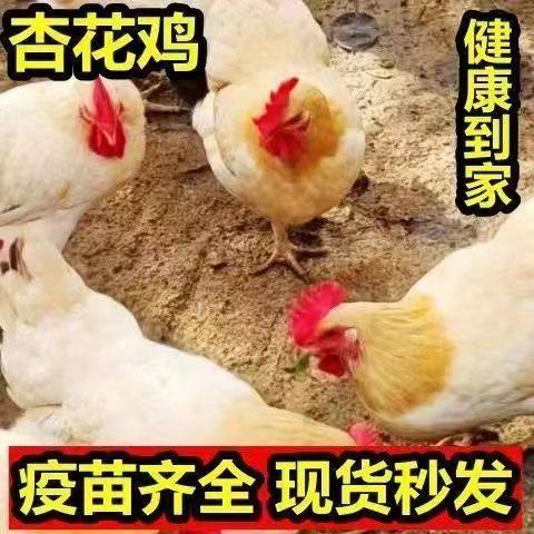 正宗半斤现货杏花三黄鸡鸡苗古典活苗母鸡柴鸡土鸡脱温散养高产蛋