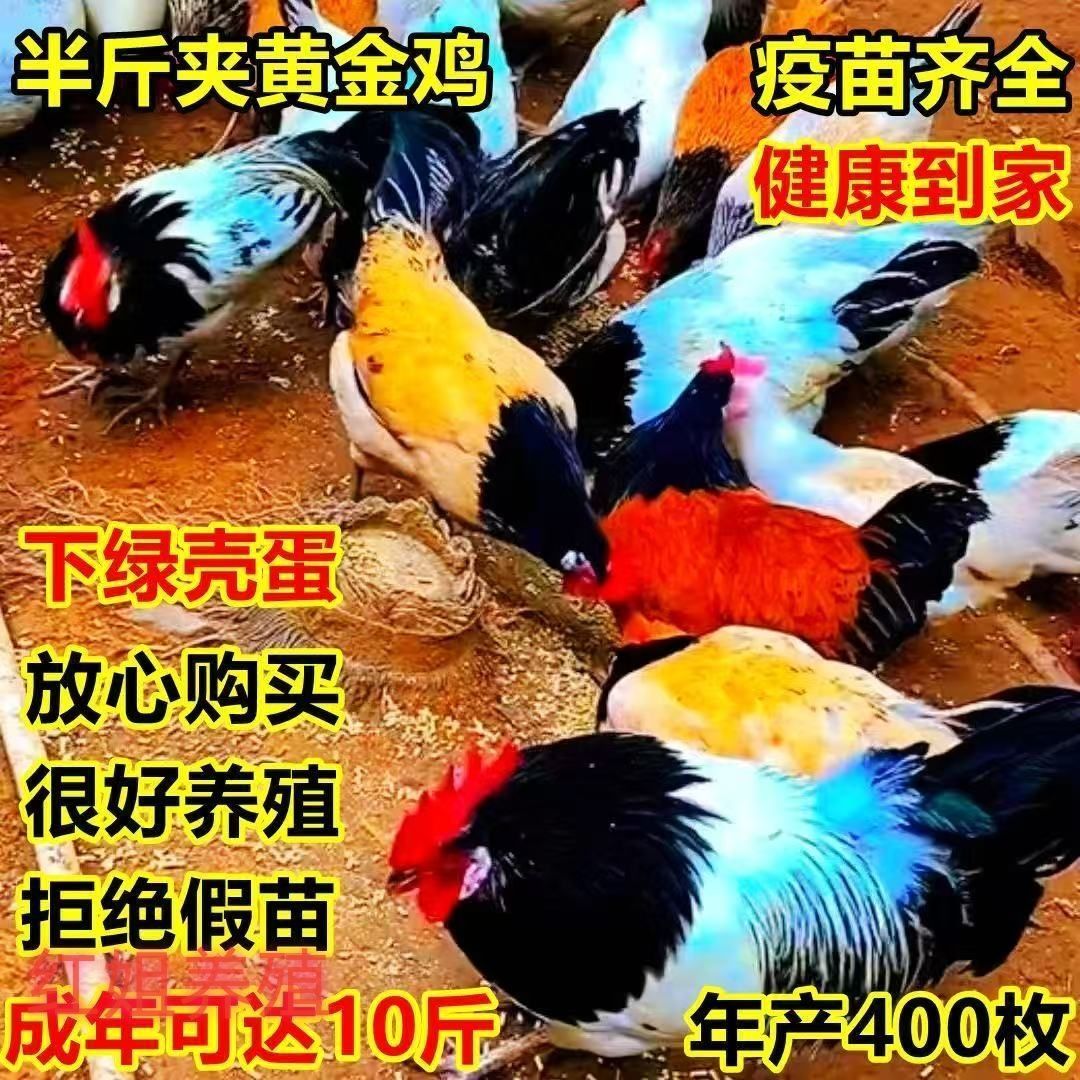 正宗半斤散养黄金鸡苗观赏脱温鱼鳞优质怀特好养七彩绿壳蛋鸡活苗