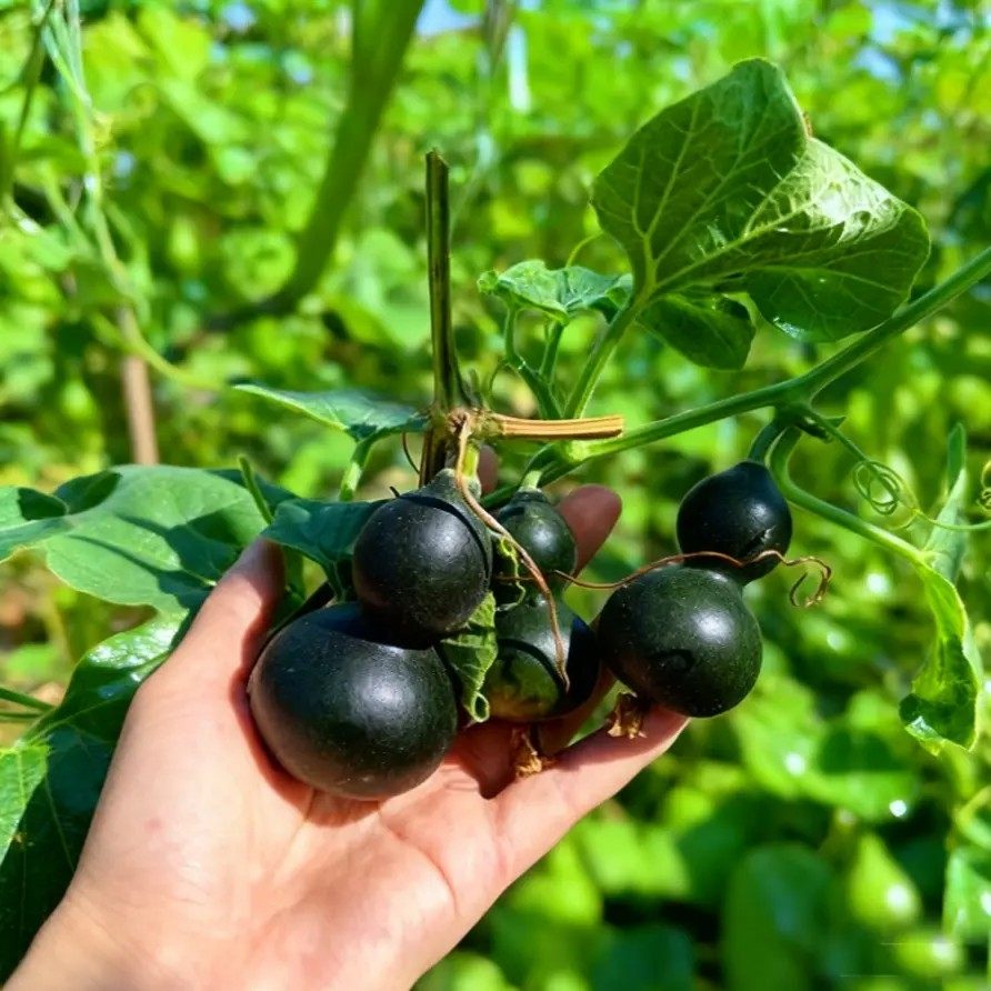 【下单立减50】墨绿八宝小葫芦种子翡翠葫芦盆栽手捻葫芦种籽YH,居家日用,其它,淘宝优惠券,粉丝福利购,淘宝优惠卷