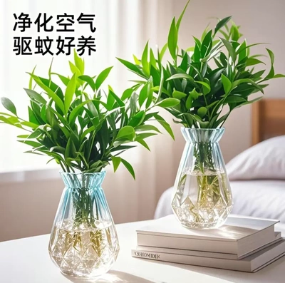 【下单立减50】 驱蚊竹柏水培植物盆栽室内绿植花卉四季常青XD