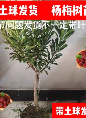 【下单立减50】正宗东魁黑炭杨梅树苗杨梅苗盆栽地栽果树苗ZJ