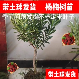 【下单立减50】正宗东魁黑炭杨梅树苗杨梅苗盆栽地栽果树苗XD