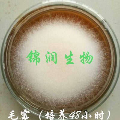 毛霉菌种，毛豆腐 臭豆腐 豆腐乳 霉豆渣 霉千张 发酵用毛霉曲粉