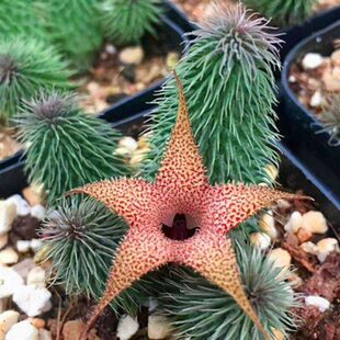 阿修罗多肉 外形奇特肉肉萝藦科植物五角星花瓣好养活稀有