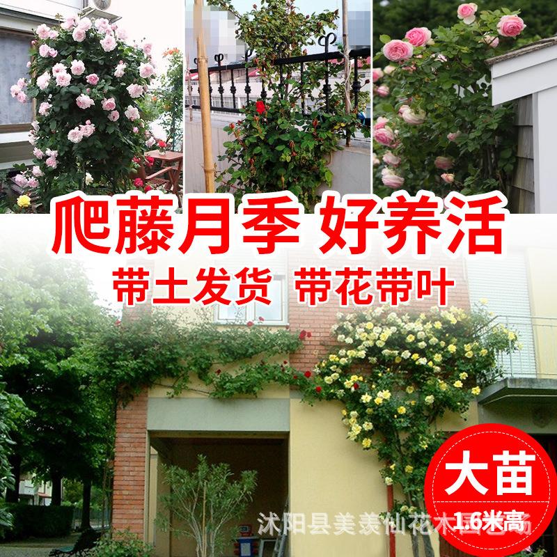 藤本月季盆栽欧月花苗阳台攀援花卉蔷薇花苗爬藤大苗露台藤蔓