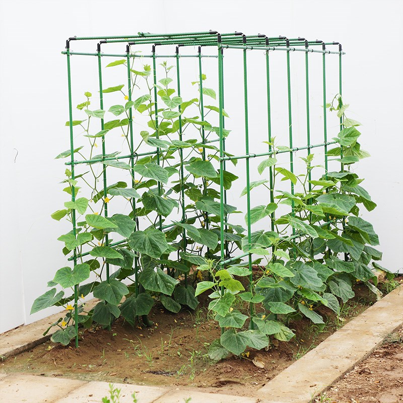 黄瓜爬藤c架豆角西红柿架四季豆架杆蔬菜植物西瓜支撑杆瓜棚搭架