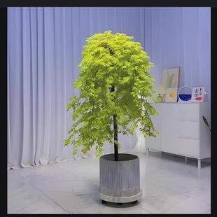 造型羽毛枫树青流泉枫黄金流泉枫苗庭院地景园林绿化造景意境形态