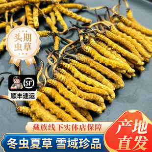 2025玉树头期野生冬虫夏草 假一赔十 只售野生