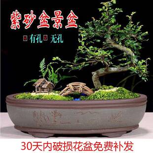 椭圆形特大 紫砂花盆家用榕树盆景盆无孔水仙假山带托盘