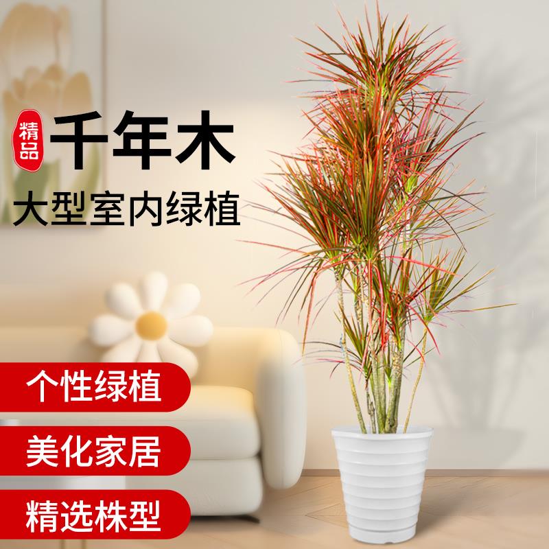 千年木客厅绿植室内大型七彩铁马尾铁办公室植物落地式大盆栽真花