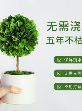 办公室工位桌面绿植上班情绪稳定客厅旺宅植物小摆件家居装饰