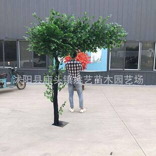 仿真树榕仿大型真植物装饰大厅实木树仿真绿树榕植物室内花04假树