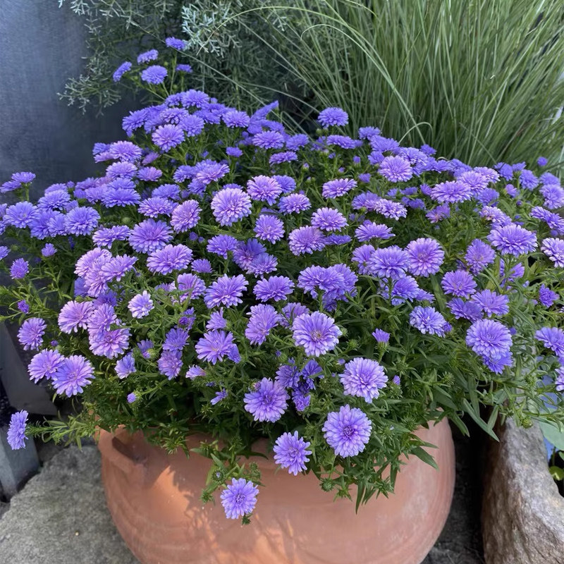 天狼 翠菊花苗紫菀好养易活庭院露台观赏性重瓣草本花卉