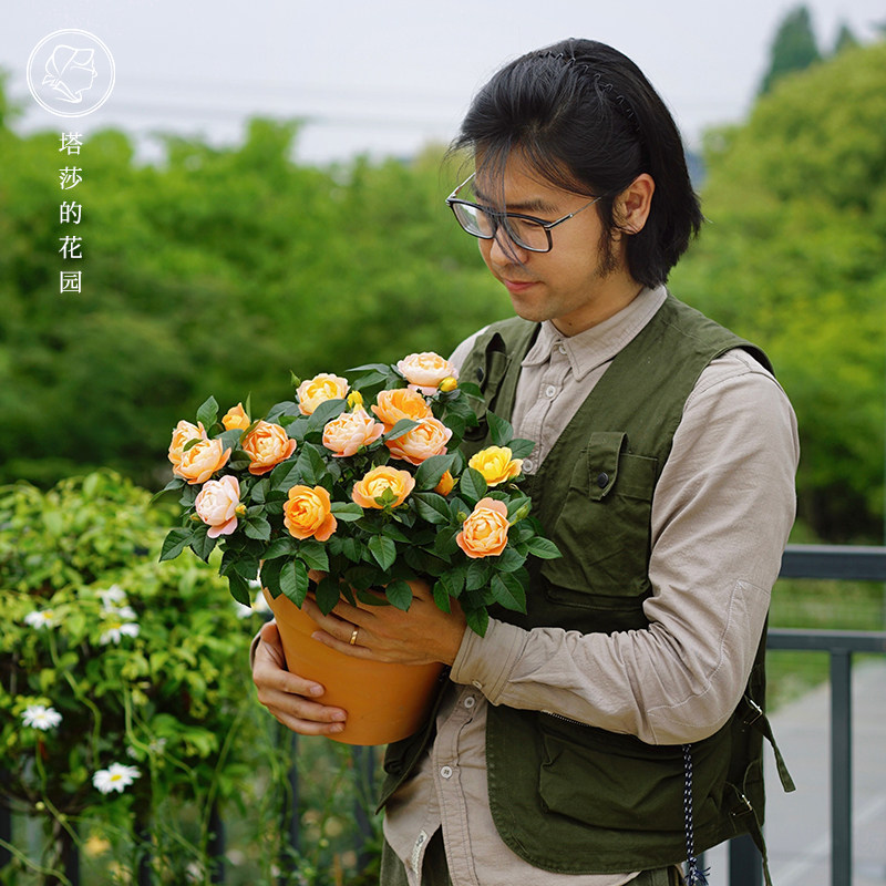 塔莎的花园 迷你玫瑰花微型月季花花苗庭院果汁阳台月季盆栽