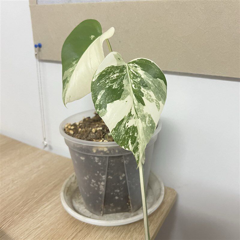 白锦龟背竹小k苗锦化龟背竹热带雨林室内观叶植物