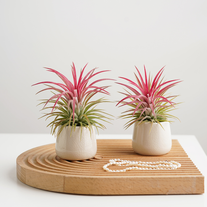 空气凤梨工位绿植好养活办公桌面创意摆件无土栽S培黑凤梨客厅卧