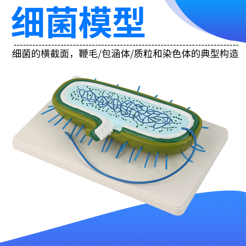 细菌模型d 细胞核模型 染色体模型 生物教学模型
