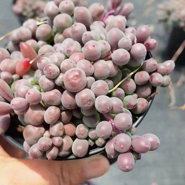 丸叶紫玄月多肉植物  紫葡萄肉肉带盆发 美观趣味肉肉 室内绿植