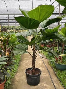 圆叶轴榈轴棕叶大盆栽室内办公室阳台花园好养绿植Tisn风网红植物