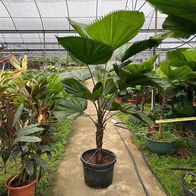 圆叶轴榈轴棕叶大盆栽室内办公室阳台花园好养绿植Tisn风网红植物