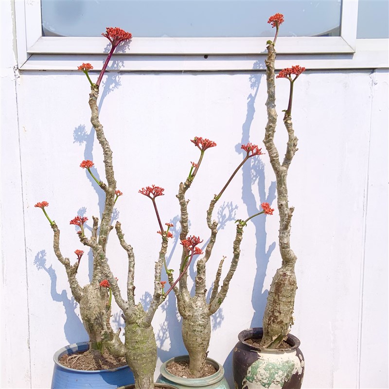海棠花佛肚海棠多肉老桩造型室内室外好养四N季开花耐热侘寂风植