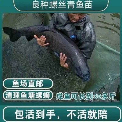 螺蛳青鱼苗正宗四川本地螺丝淡水食用鱼苗耐活易养殖灰草鱼乌鲩鱼,节庆用品/礼品,路引,淘宝优惠券,粉丝福利购,淘宝优惠卷