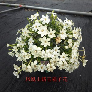 凤凰山腊玉栀子花潮珠南昆山小菊法莲含珠阳台多季节常绿盆栽绿植