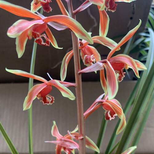花苞新品花苗蕙兰花卉全景盆栽带