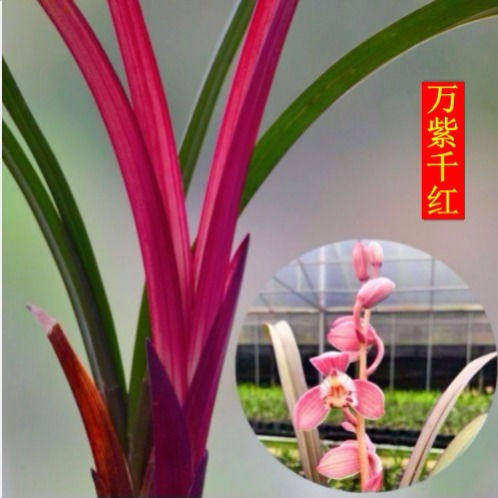 红色兰花网红建兰色花【万紫千红】花卉大全绿植室内外阳台盆栽