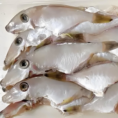 舟山大（小）剥皮鱼/现捕现发/从未冷冻/包肥包鲜/美味可口