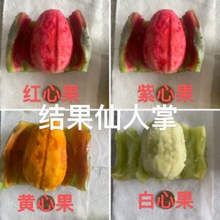 稀有进口改良紫红黄白果肉大果无刺少刺果用仙人掌两年成3米大树
