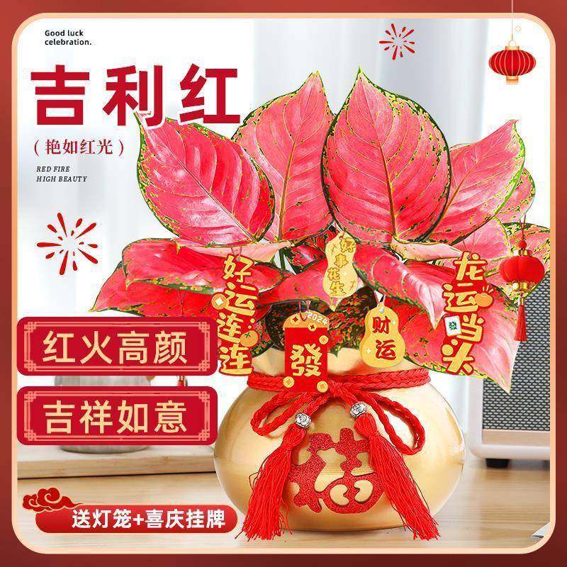 吉利红如意皇后大盆绿植物室内年宵花卉盆栽四季红火高颜好养植物,纺织面料/辅料/配套,纺织机械配件,淘宝优惠券,粉丝福利购,淘宝优惠卷