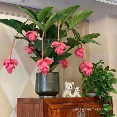宝莲灯花盆栽带花苞倒挂金钟盆栽吊钟花适合阳台上养的花四季开花