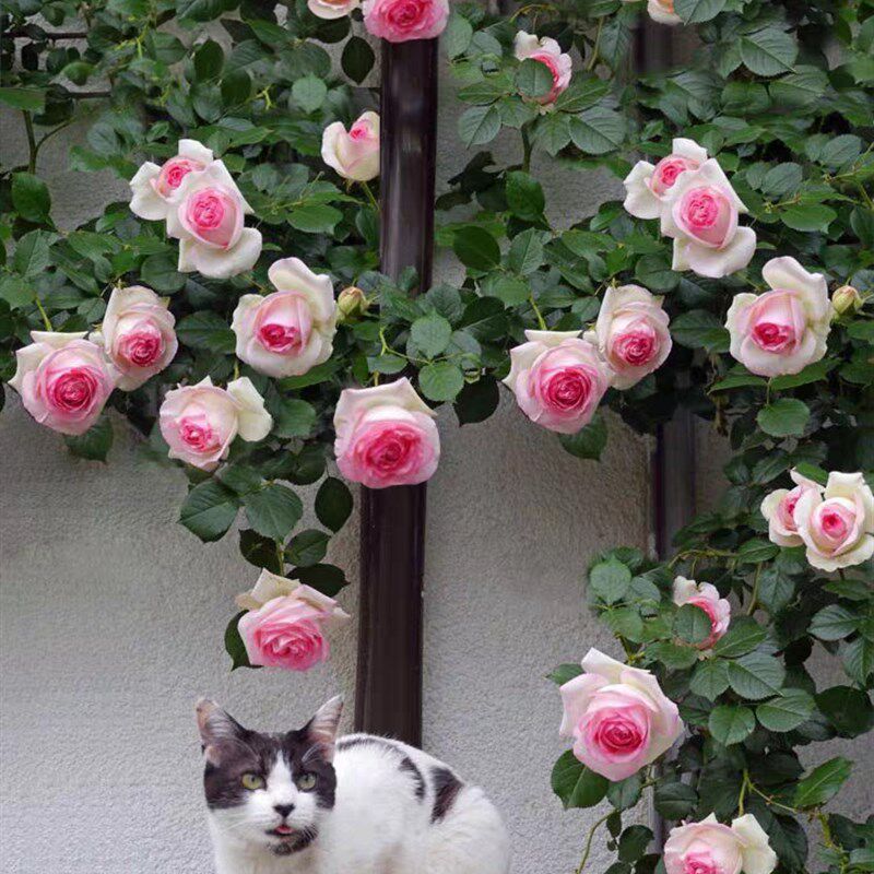 粉龙1.a4到1.5米左右土球发货颜值爆表拱门花墙