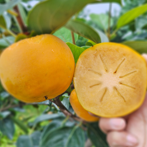 山西阳丰脆柿子脆甜爽口尝鲜试吃