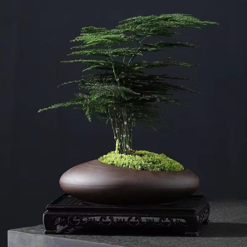 矮生密叶文竹绿植小盆栽桌面摆件紫砂盆景办公室净化空气带盆厂家,鲜花速递/花卉仿真/绿植园艺,造型盆景,淘宝优惠券,粉丝福利购,淘宝优惠卷