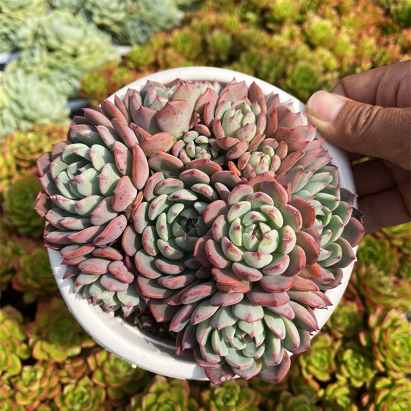 娜娜小勾 群生韩系精品状态多肉植物阳台楼顶露养U好度夏新手组合