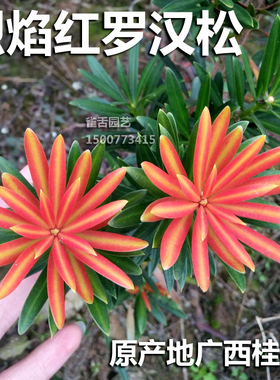 烈焰红罗汉松 红芽罗q汉松叶片鲜红绿色油亮 树苗绿植盆景造型树