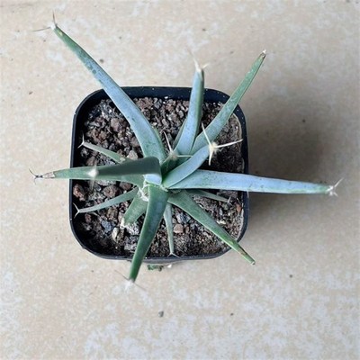 光山 实生仙人球4年老桩萝卜根四大名球开花仙人掌多肉收藏名品