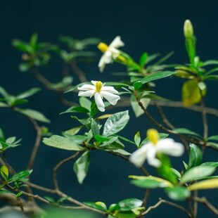 正宗海岛栀子花春花老桩茶室庭院鱼缸造景绿植盆景栽直播一物一拍