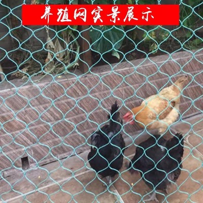 鸡网围栏家用尼龙农村养鸡养殖防护网家禽鸡鸭室外专用拦鸡网加粗