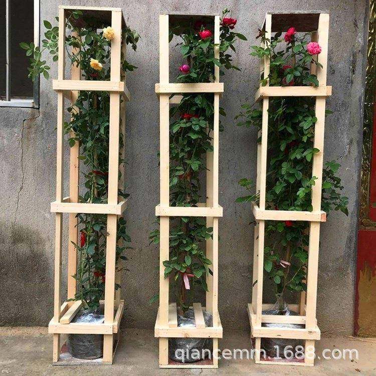 品种欧月 多花蔷薇苗 当年开花藤本月季苗 爬藤花卉龙沙宝石,鲜花速递/花卉仿真/绿植园艺,割草机/草坪机,淘宝优惠券,粉丝福利购,淘宝优惠卷