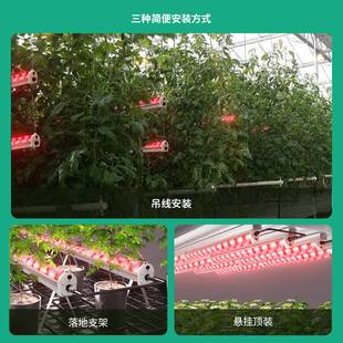 地上植物补光灯红光660nm增产植物灯树冠株间植物生长灯led防水灯